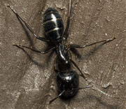 Insects